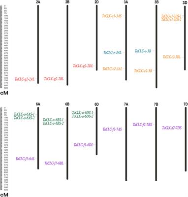 Genome-Wide Identification and Functional Characterization of the Chloride Channel TaCLC Gene Family in Wheat (Triticum aestivum L.)